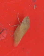 Xerophloea majesta