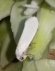 Tegeticula yuccasella