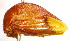 Cymbomorpha