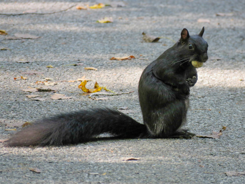 Eastern Gray Squirrel