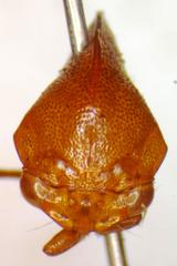 Cymbomorpha