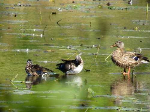 Mallard