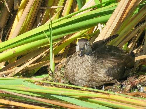 Wood Duck