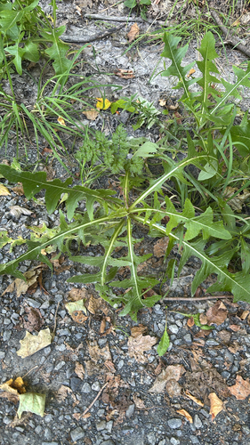 Perennial Sow Thistle