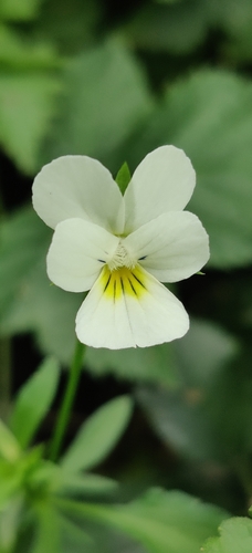 European field pansy