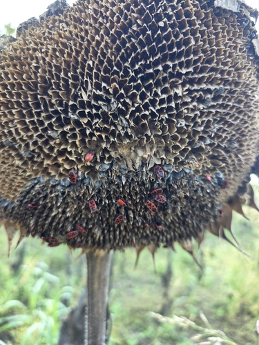 European Firebug
