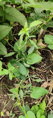 Viola arvensis, photograph 5