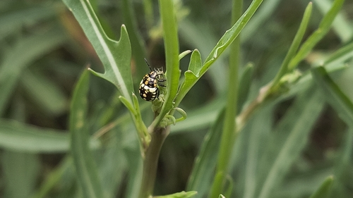 Southern Green Stink Bug