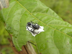 Aphantochilus rogersi