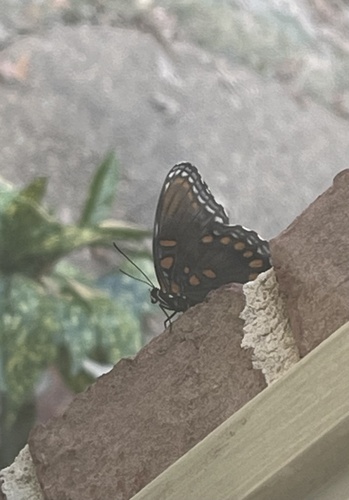 Red-spotted Purple