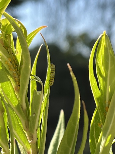 Monarch