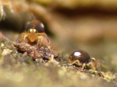 Sminthurinus quadrimaculatus