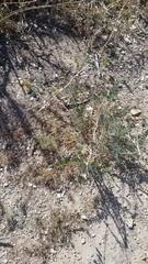 Astragalus trichopodus antisellii