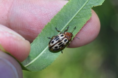 Chrysomela texana