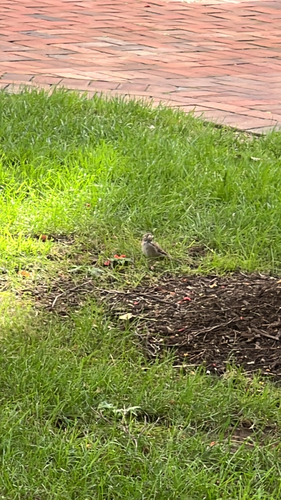 House Sparrow