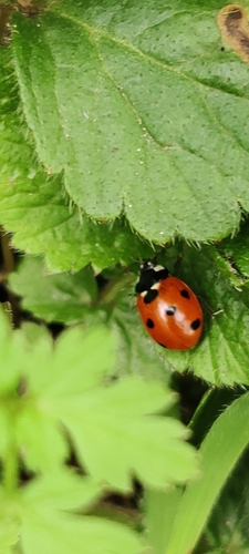 Seven-Spot Ladybird