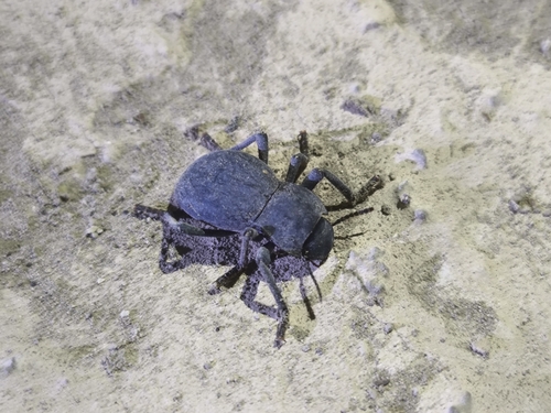 Asbolus mexicanus mexicanus