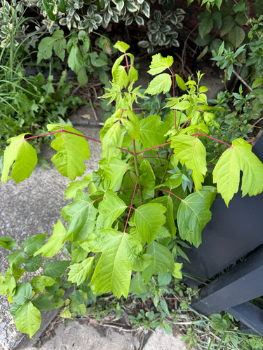 box elder