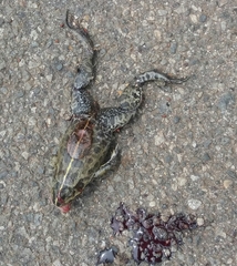 Hoplobatrachus crassus