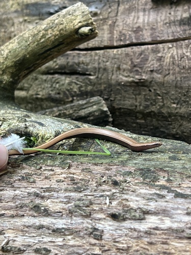 Italian Slowworm
