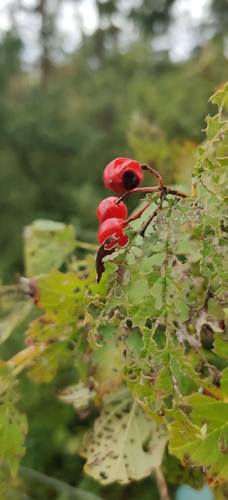 guelder-rose