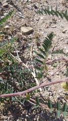 Astragalus trichopodus antisellii