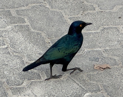 Cape Starling
