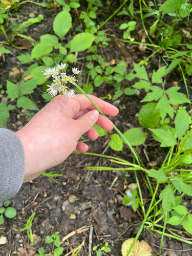 Allium canadense, 2026-08-02