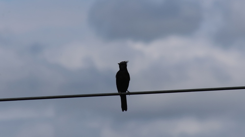 Crested Black-Tyrant