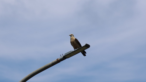 Yellow-headed Caracara