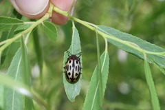 Chrysomela texana