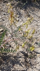 Astragalus trichopodus antisellii