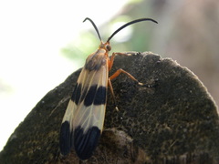 Correbidia