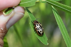Chrysomela texana