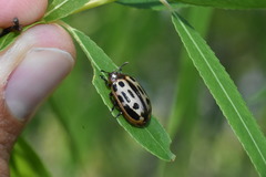 Chrysomela texana