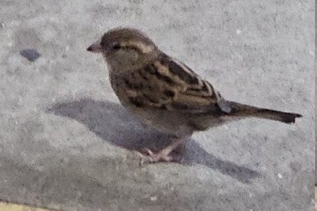House Sparrow