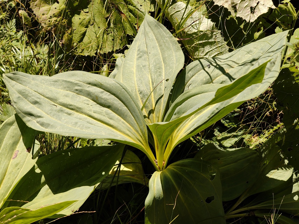 Gentiana lutea; photograph (c) xulescu_g, some rights reserved (CC BY-SA)