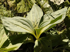 Gentiana lutea