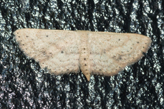Scopula aemulata
