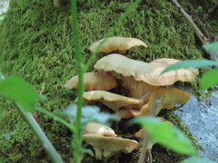 Pleurotus