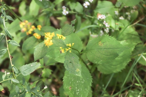 broad-leaved goldenrod