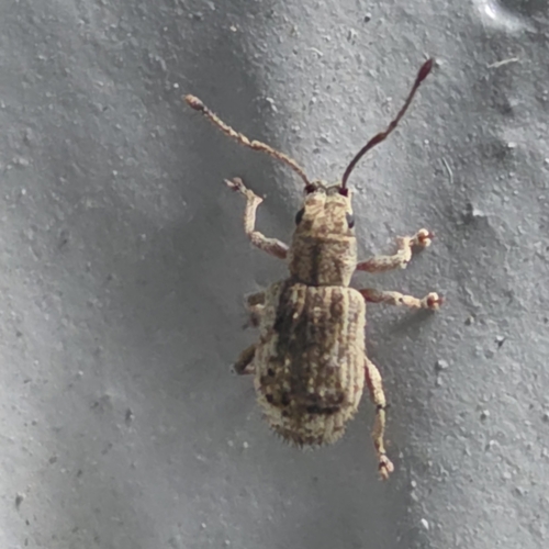 Peach Root Weevil