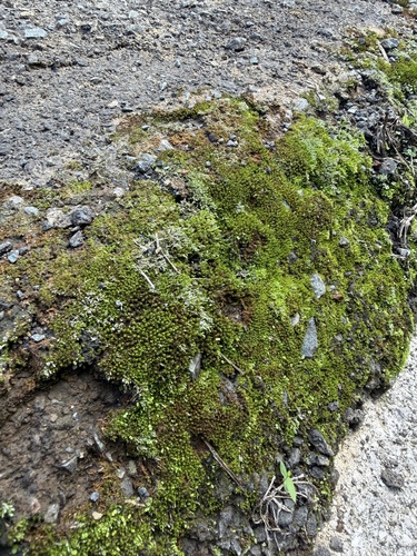 Gemmabryum dichotomum observed 2026-09-18