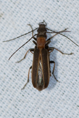 Oxycopis mimetica