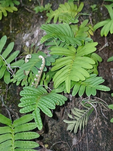 Pleopeltis michauxiana, photograph 5