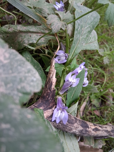 great blue lobelia