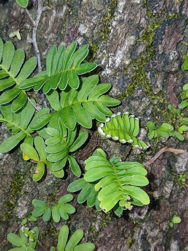 Pleopeltis michauxiana, photograph 6