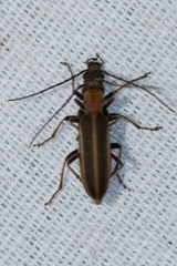 Oxycopis mimetica