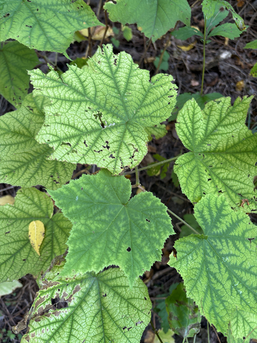 purple-flowered raspberry