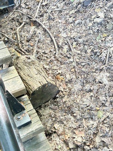 Eastern Chipmunk